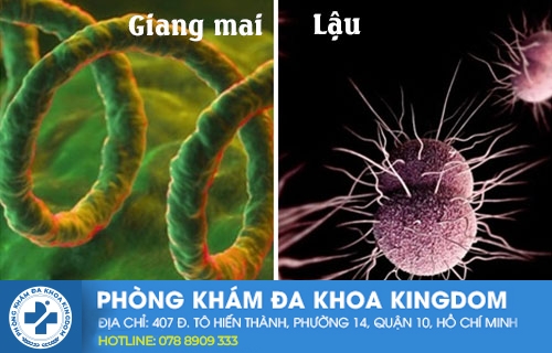 Phân biệt bệnh lậu và giang mai